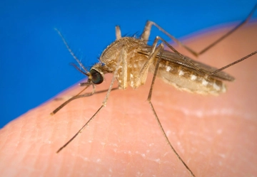 Zanzare e West Nile 2023, l’esperto: “A Parma primo caso in Europa”. Come è stato scoperto e 5 cose da sapere