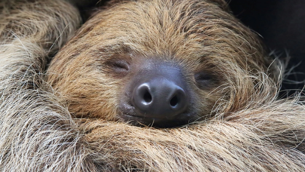 Uno zoo in Galles accoglie i bradipi in pensione