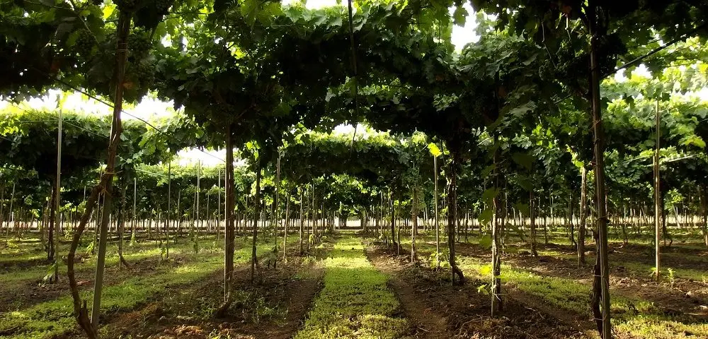 La musica del nettare di Puglia