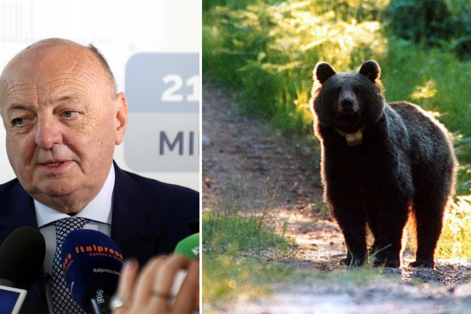 Il ministro Gilberto Picchetto Fratin e un orso