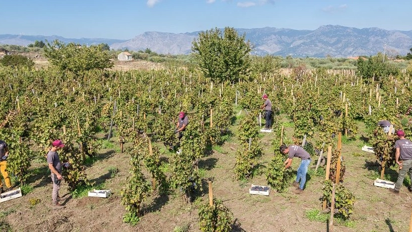 Vigneti Firriato Etna