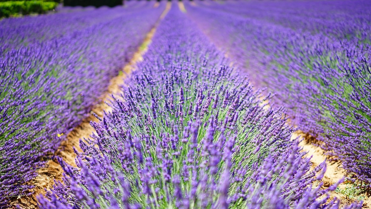 lavender-flowers-1595487_1920