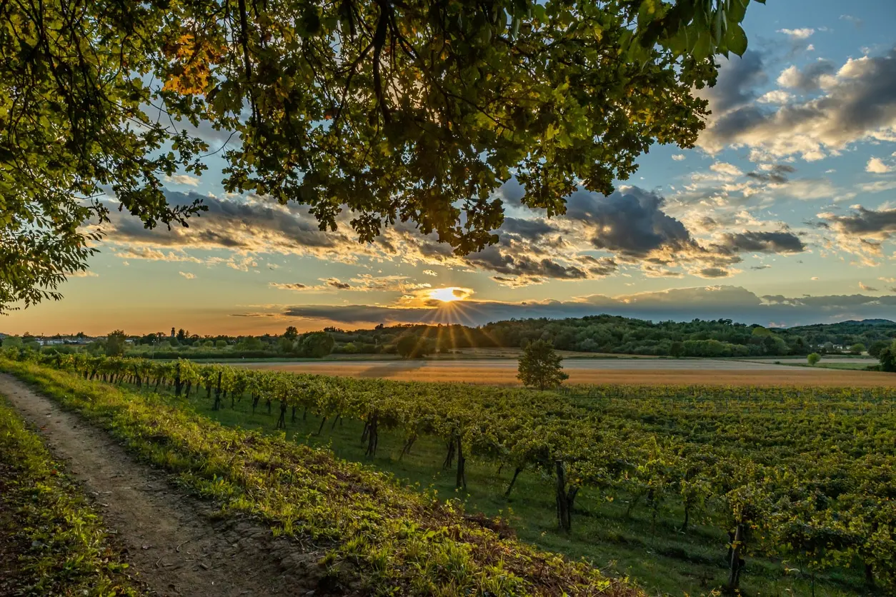 'Vigneti Aperti' per scoprire i nobili vini del Friuli Venezia Giulia