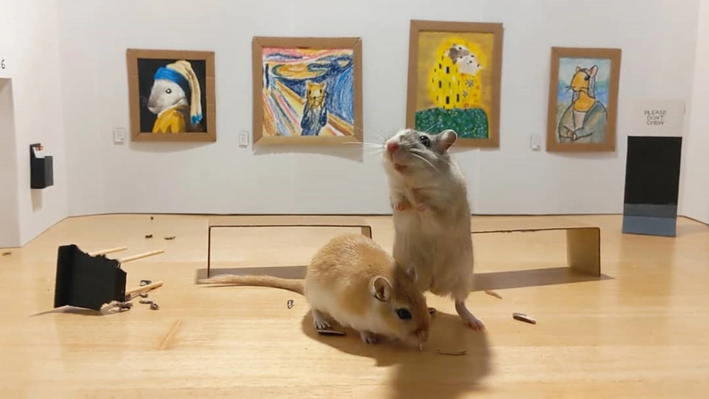 I gerbilli in visita al museo - Foto: instagram/pandoro_tiramisu_gerbils
