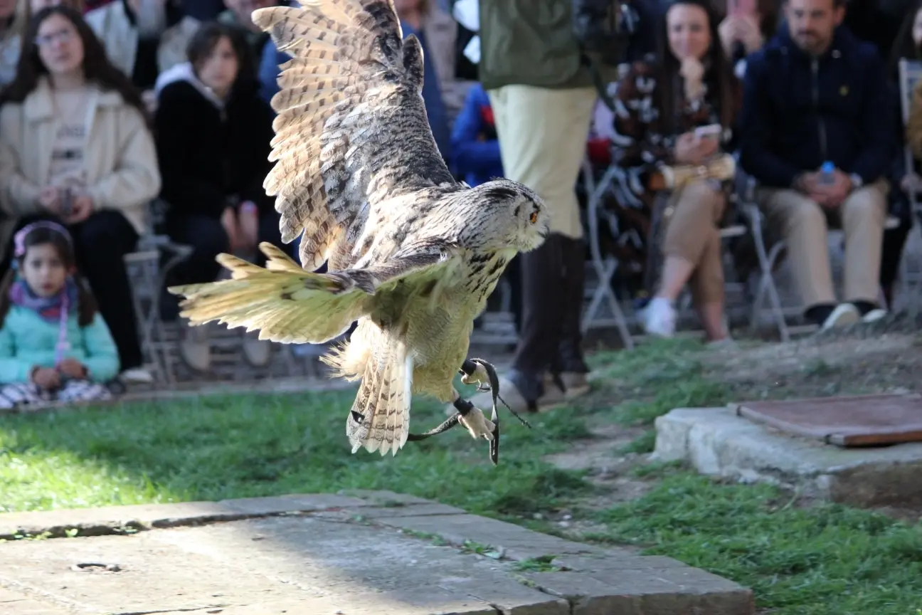 Castello di Tabiano, grande spettacolo di falconeria con falchi, gufi e barbagianni