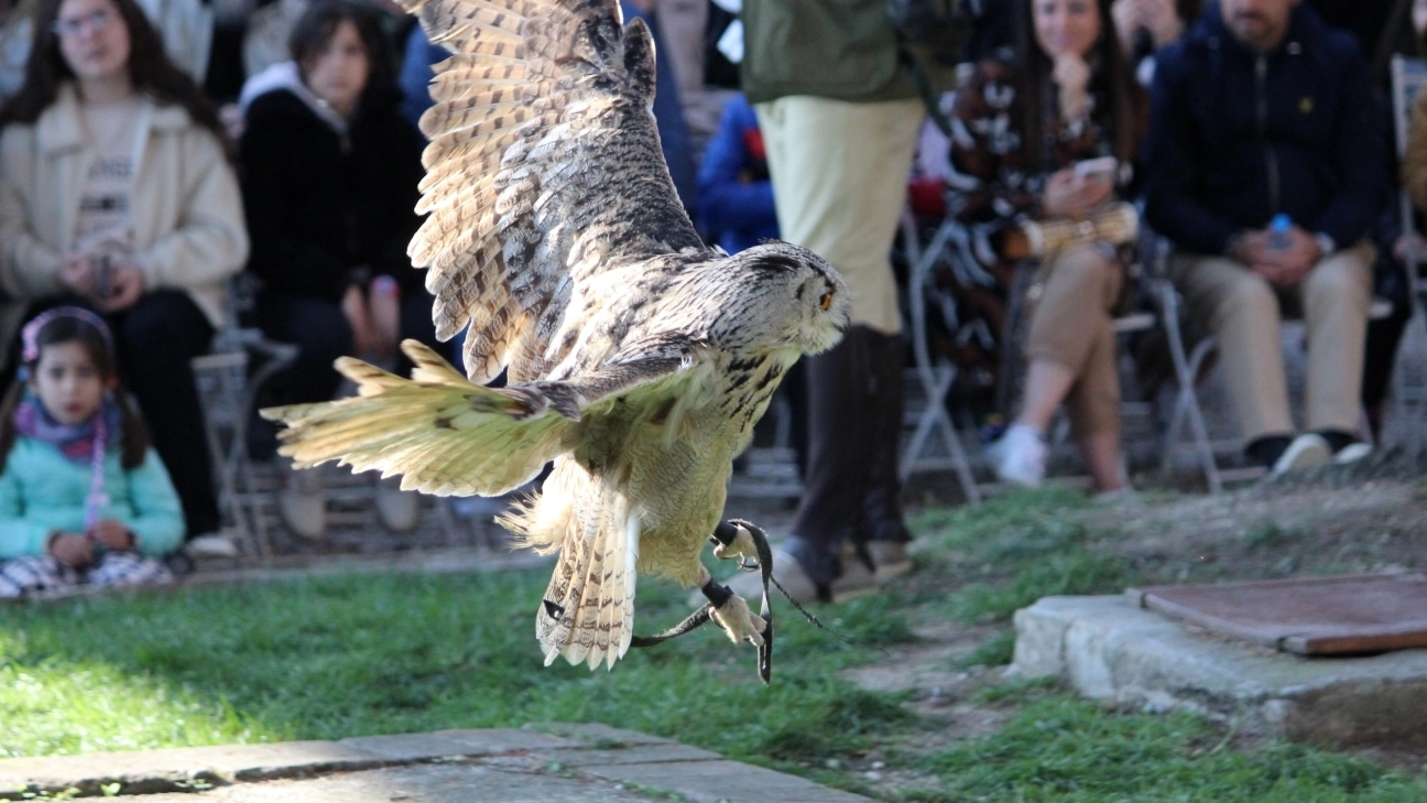 Castello di Tabiano - Falconeria (12) z-