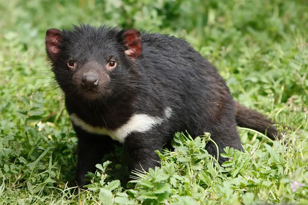 Forse abbiamo capito come salvare i diavoli della Tasmania