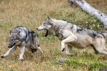 Lupi in Trentino, primo decreto di abbattimento in Italia. Perché è possibile anche se sono animali protetti? Il testo in Pdf