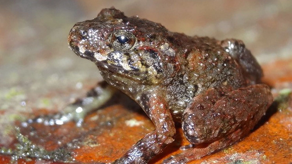 La specie di rana Craugastor milesi, riscoperta nel 2008 - Foto: Tom Brown