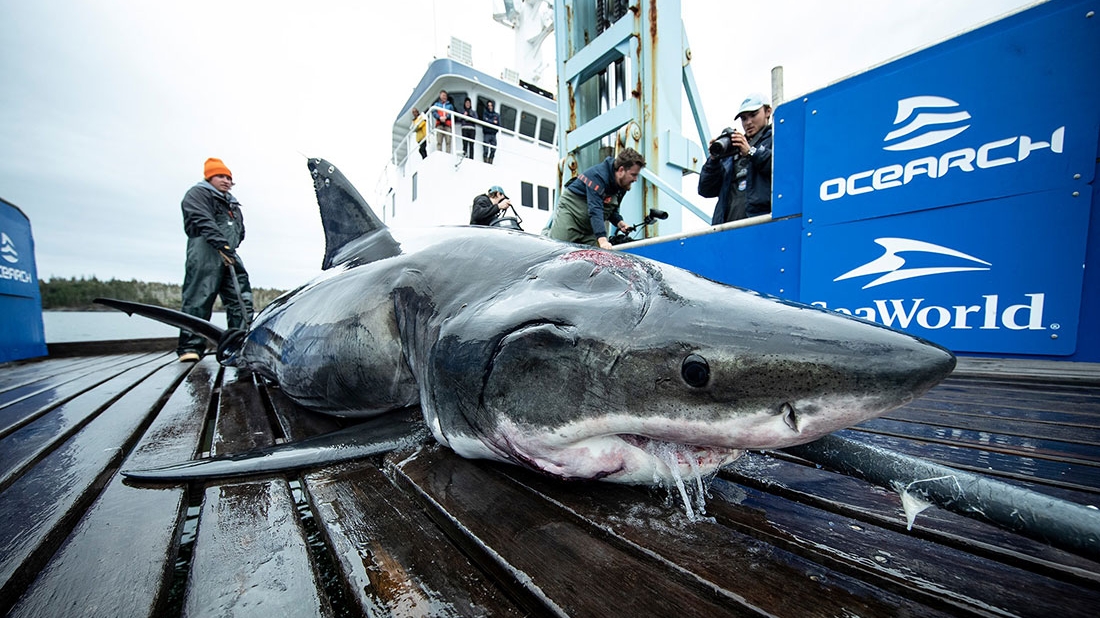 Squalo ferito (Foto: OCEARCH / R. Snow)