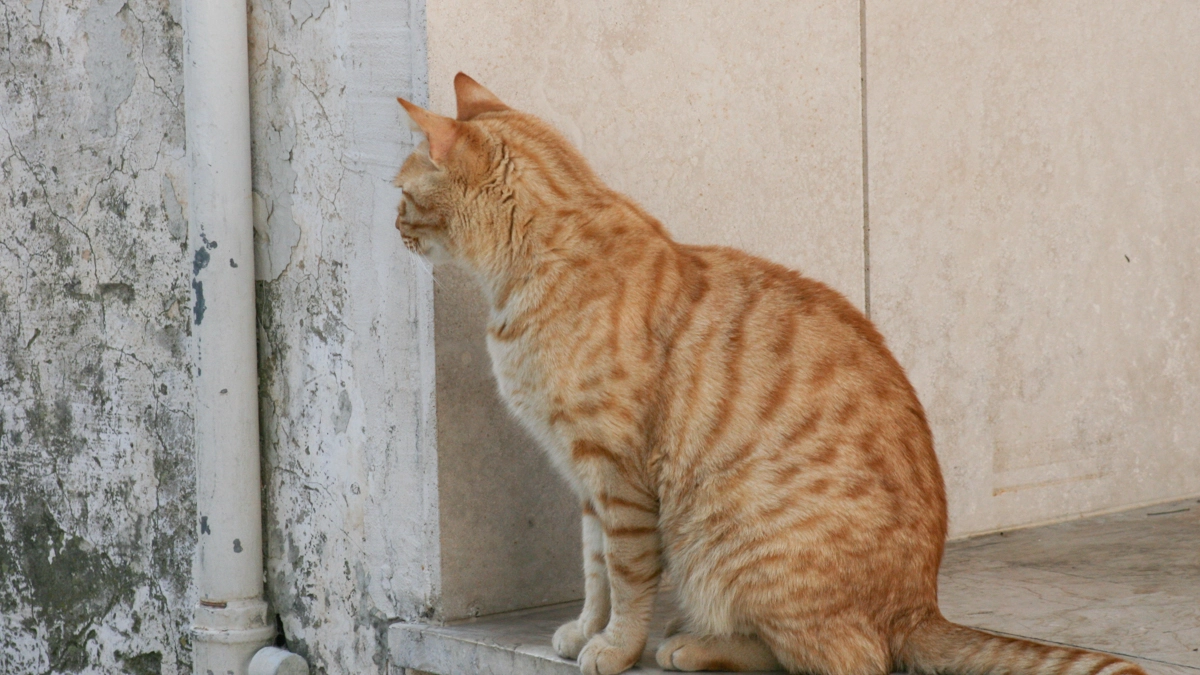 Gatto in una foto L.Gallitto