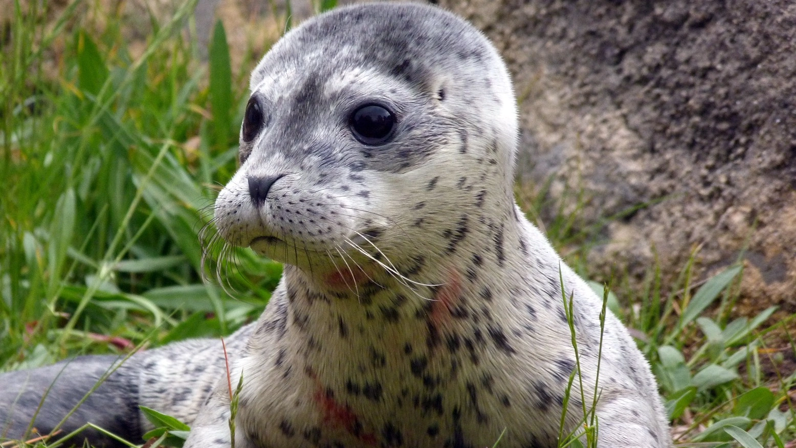 Cucciolo di foca (AFP)