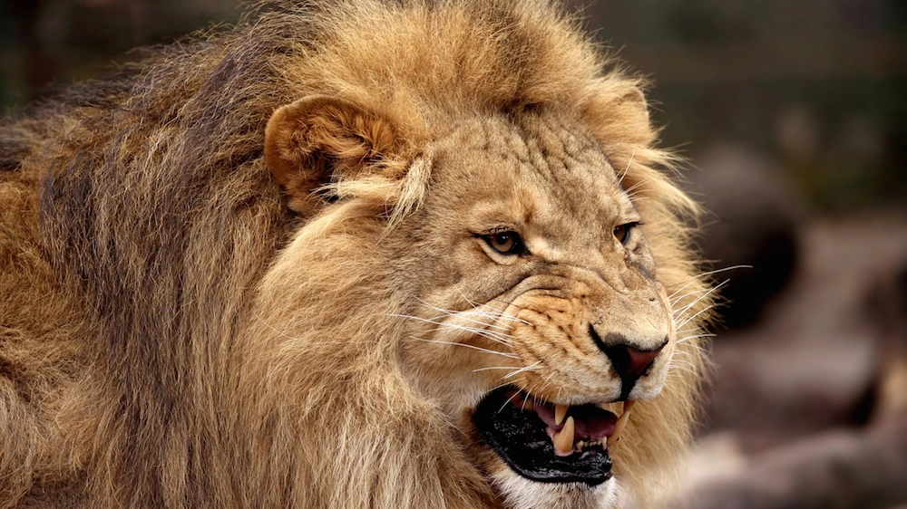 L'aumento della temperatura globale sta provocando mutazioni nel colore dei leoni