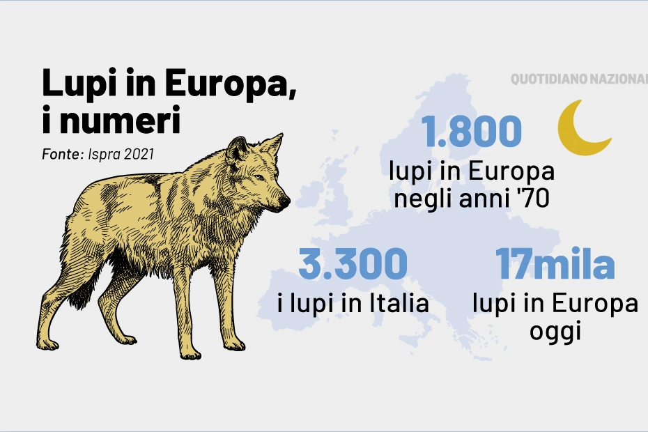 Lupi in Italia e in Europa, i numeri