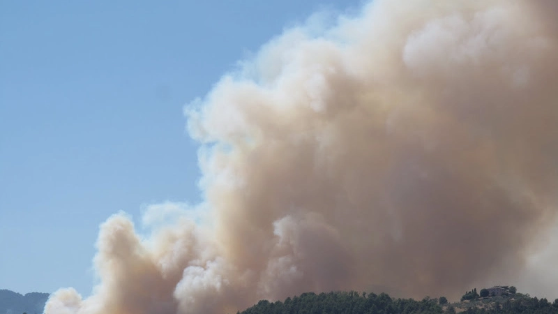 A fuoco il bosco 