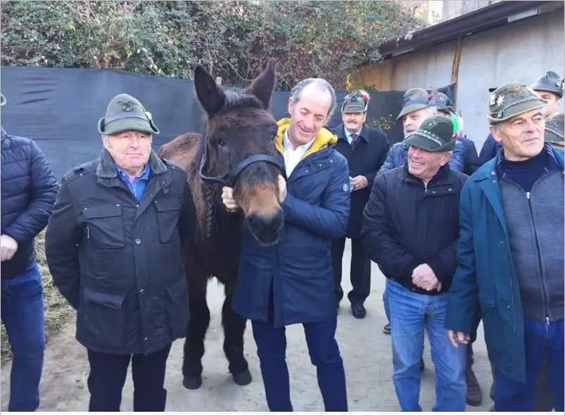 Addio a Iroso, morto a 40 anni l'ultimo mulo degli Alpini