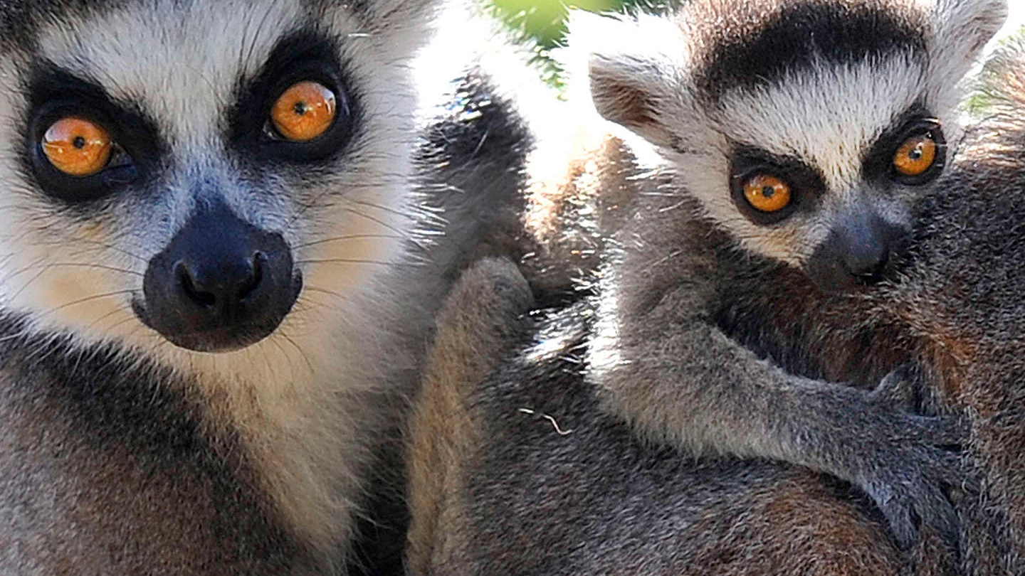 Lemuri in una foto Olycom