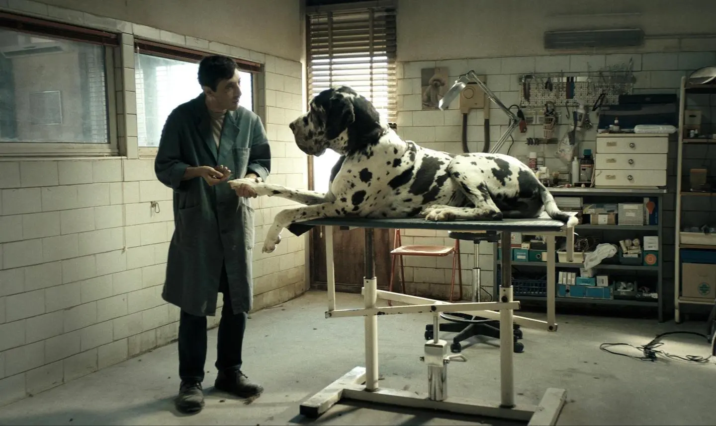 'Dogman' di Garrone fuori dagli Oscar 2019. Niente nomination come film straniero