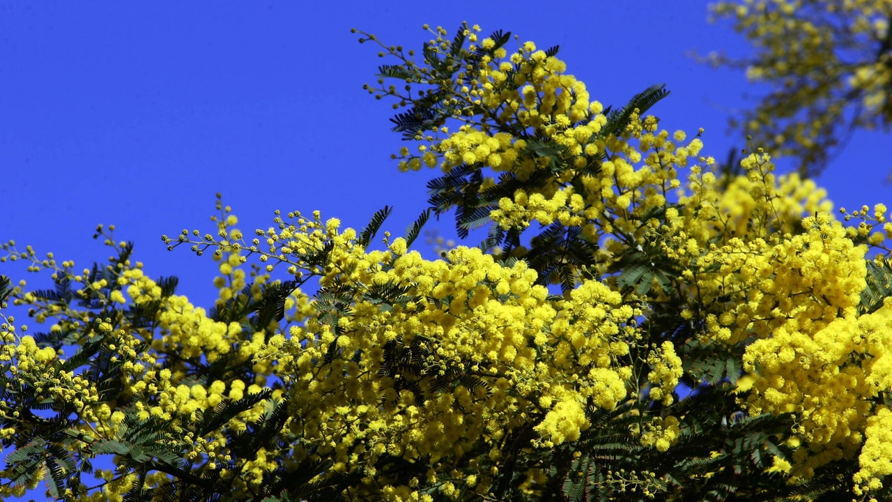 Anticiclone, mimosa fiorisce in anticipo (Ansa)