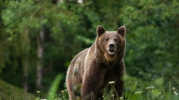 Uomo sbranato da un orso. L’etologo: “Ecco cosa fare se ne incontriamo uno”