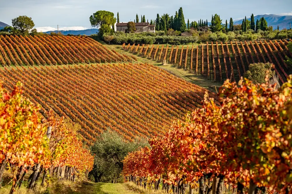 Gusto e cultura sulla strada del Sagrantino