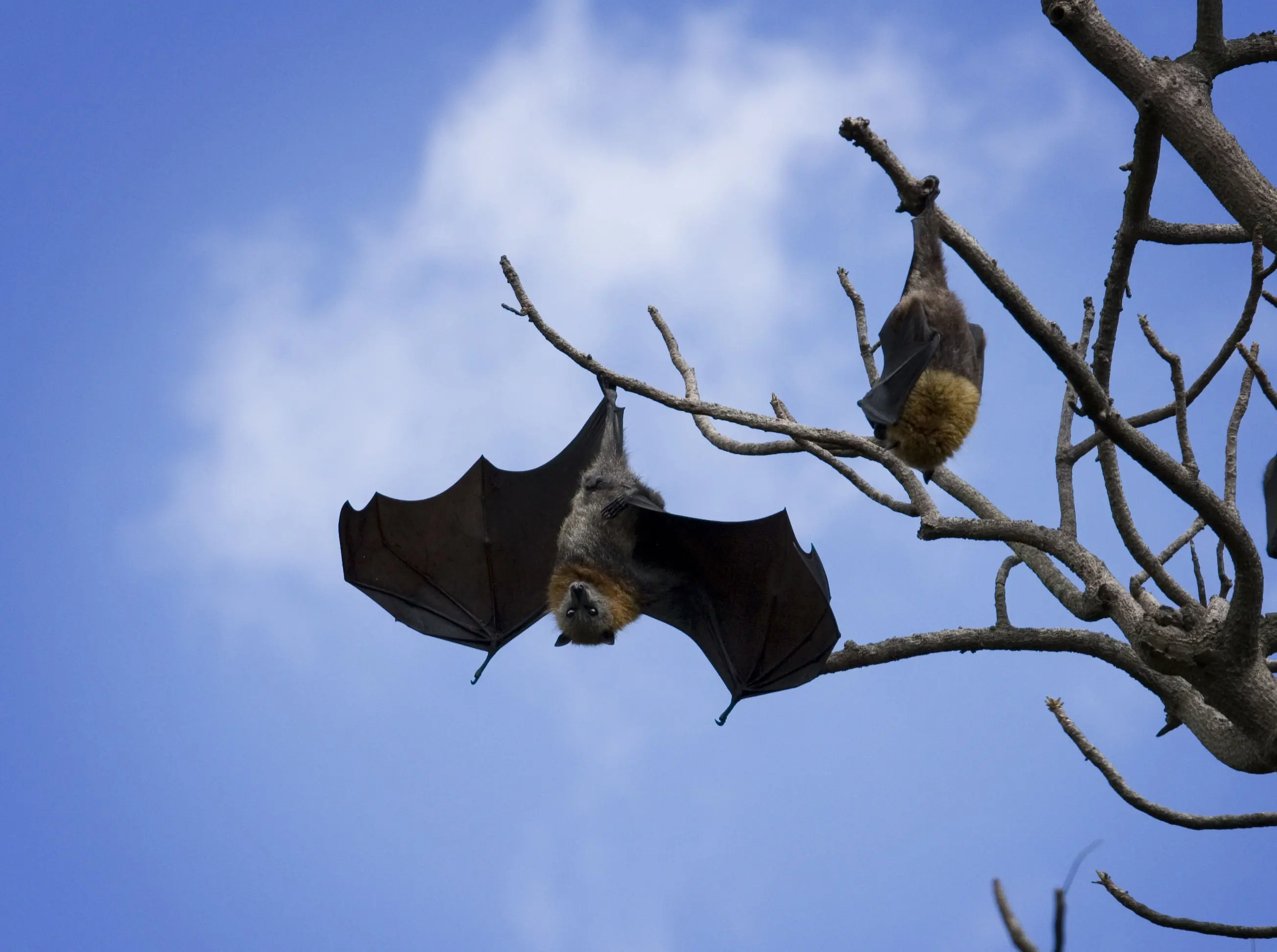 Notte di Halloween e animali vampiri: ecco quali sono