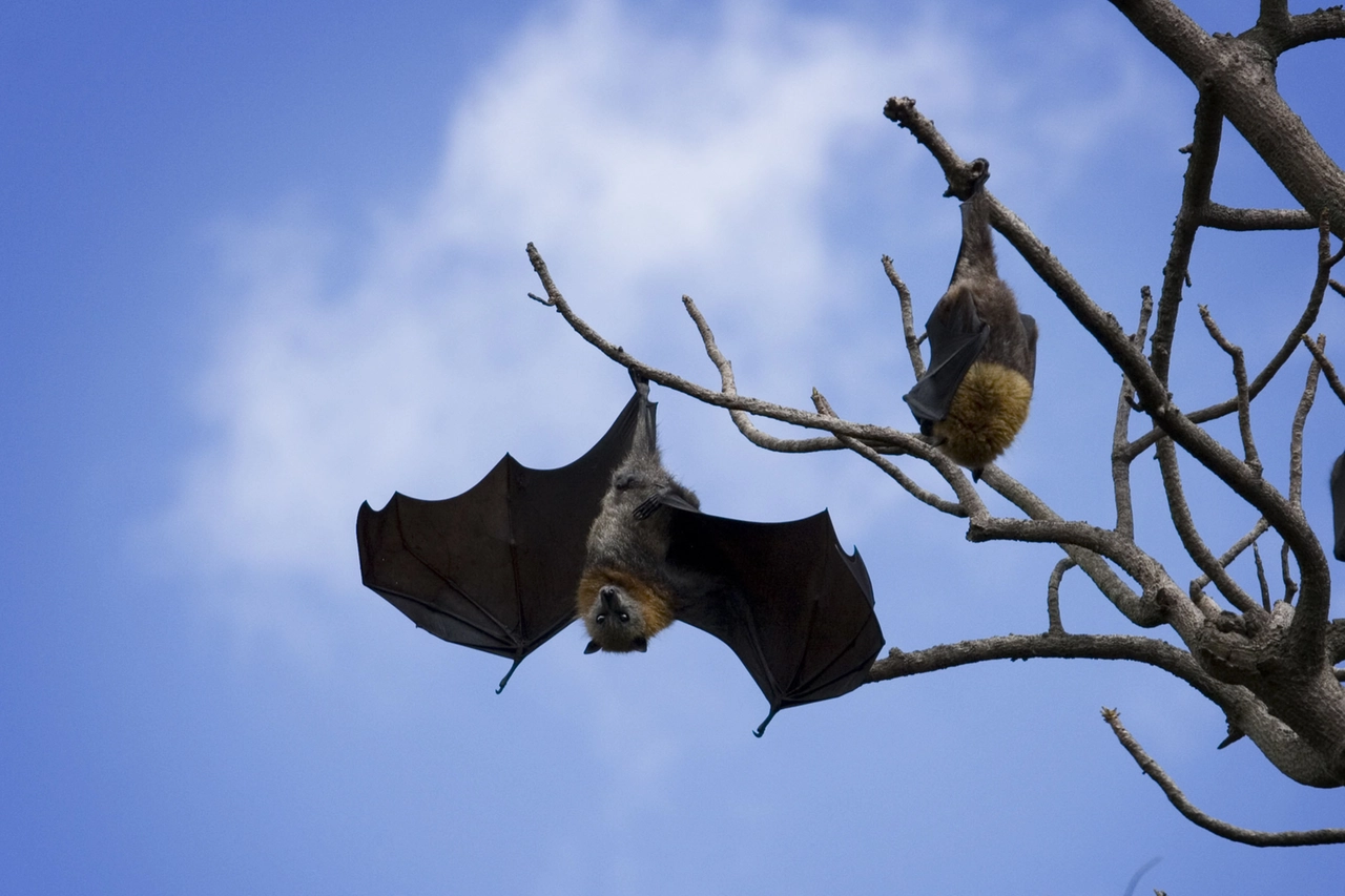 Animali vampiri: ecco quali sono