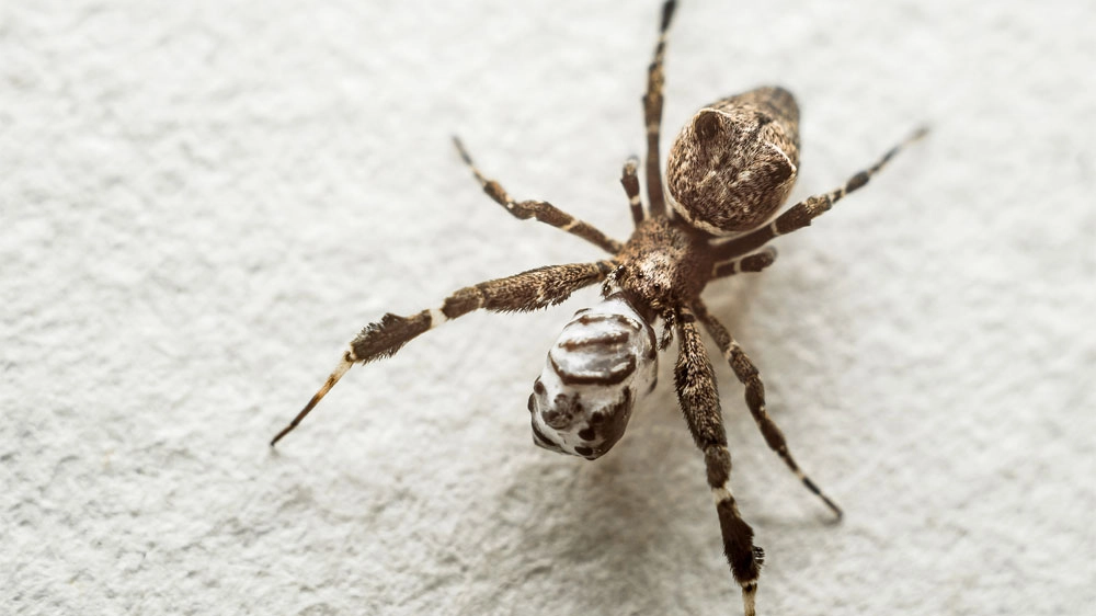 Un ragno Hyptiotes con la sua preda