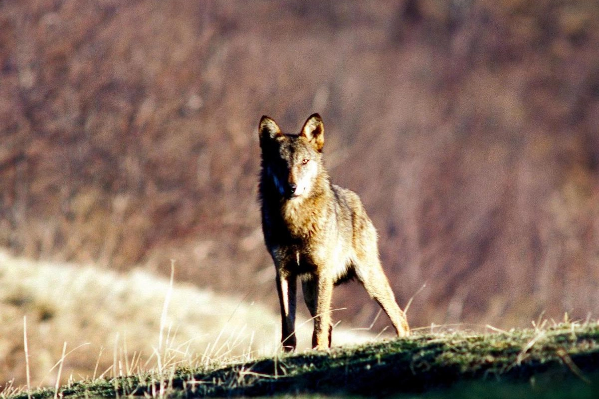 Lupi che attaccano cani e ibridi: per gli esperti non c'è un legame