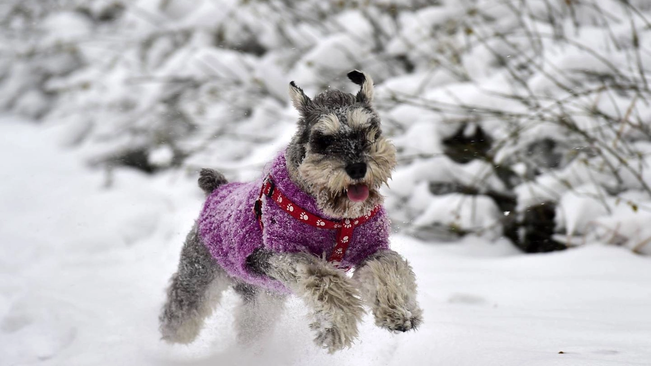 Meteo, neve per Natale? (foto Olycom)