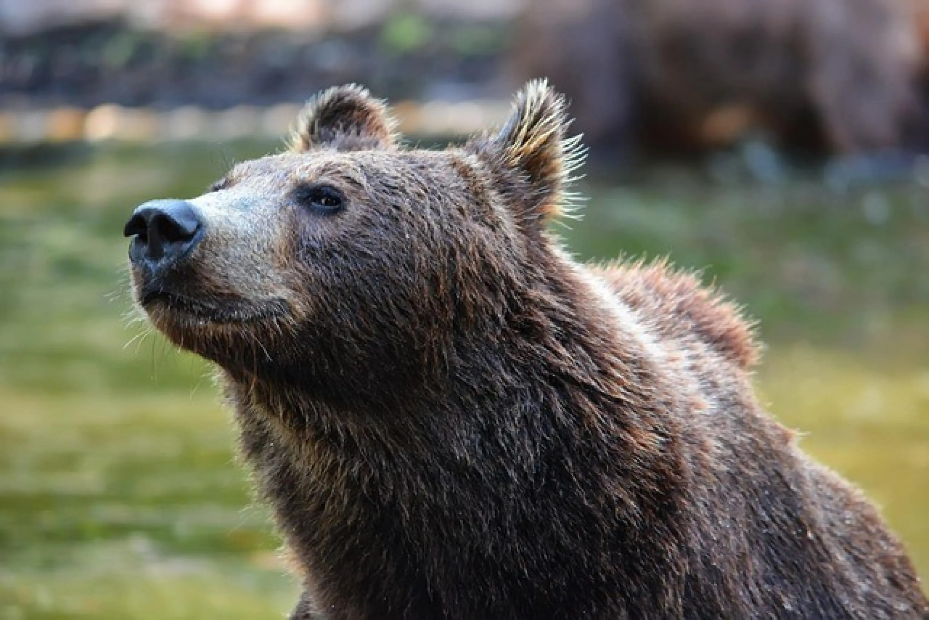 Spray anti-orso al Corpo forestale del Trentino