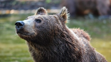 Orsi morti in Trentino, i numeri. Lo zoologo: perché si uccidono tra loro