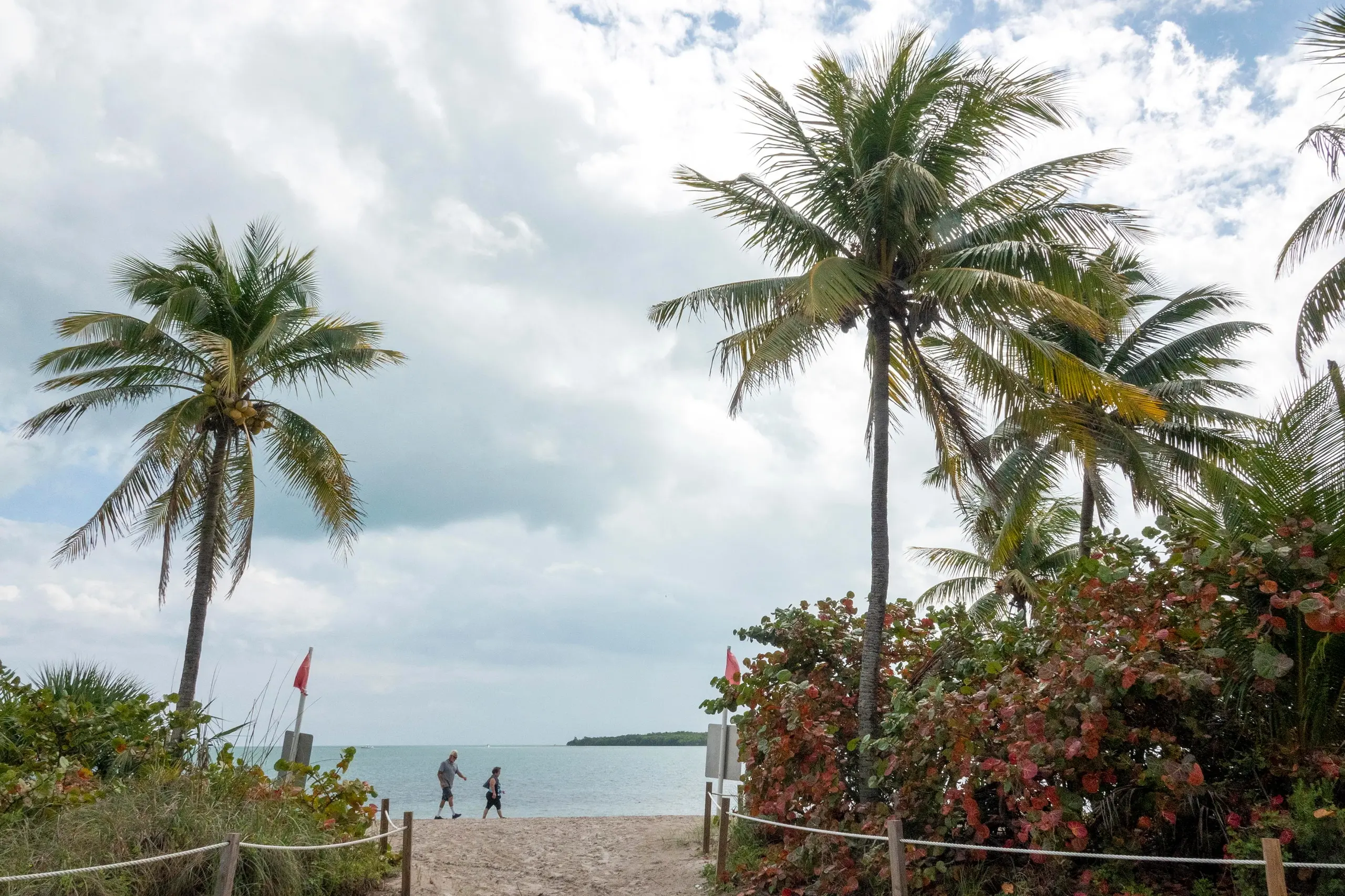 Cambiamento climatico, Miami Beach pronta a sacrificare le storiche palme