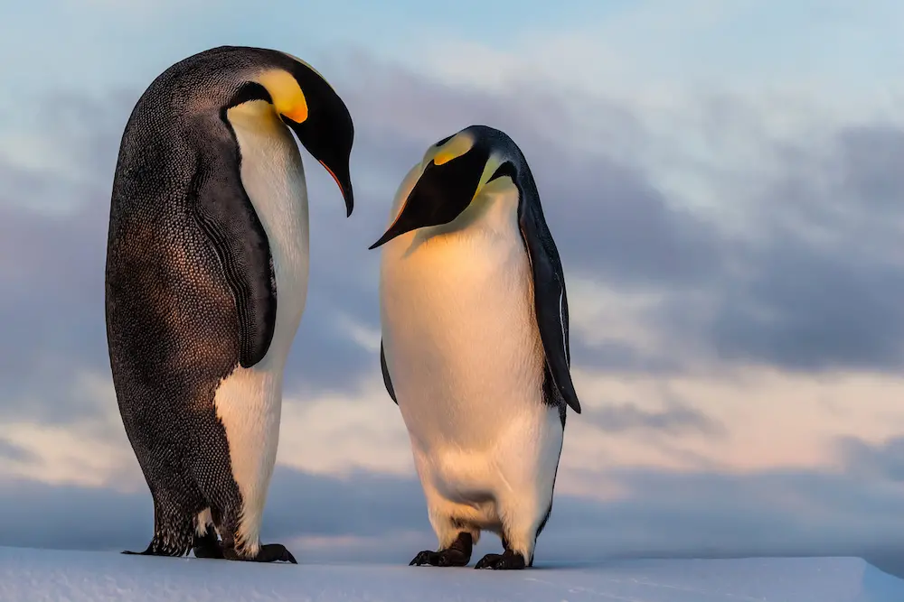 Emergenza climatica, pinguini a rischio estinzione entro fine secolo: come salvarli