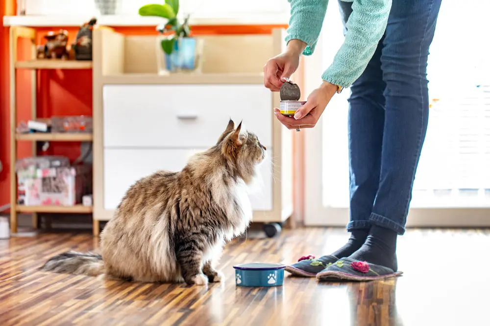 Nel cibo in scatola per cani e gatti ci sono anche degli squali a rischio estinzione