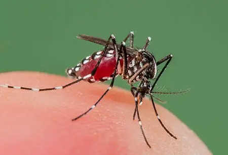 Dengue, 622 morti nelle Filippine. Dichiarata l'epidemia nazionale