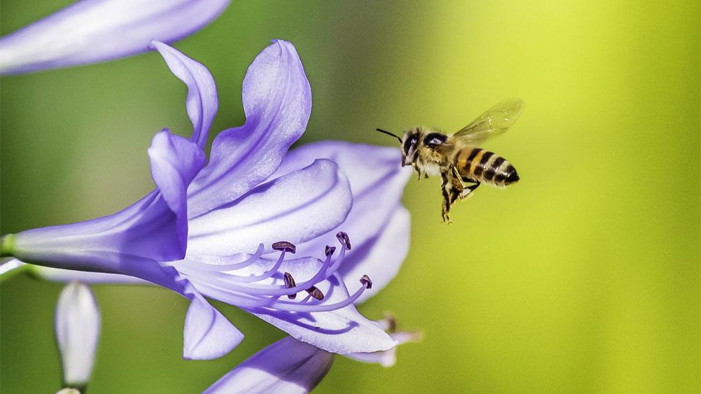 I Fiori Producono Più Nettare Quando Sentono Api Vicine