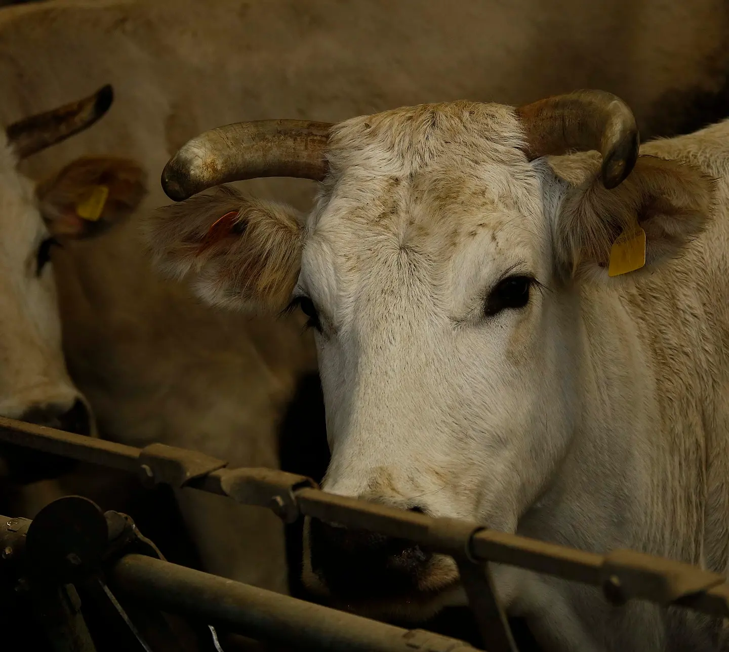 Branco Di Lupi Attacca Un Allevamento Alle Porte Di Siena