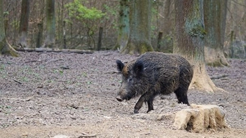 Peste suina africana, i nuovi casi che preoccupano. Cosa fare se si trova una carcassa di cinghiale