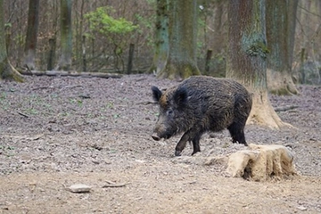 Peste suina africana, i nuovi casi che preoccupano. Cosa fare se si trova una carcassa di cinghiale