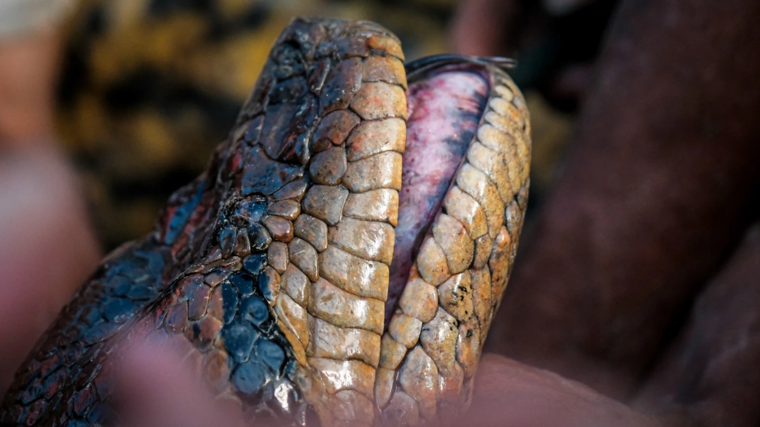 La testa dell'anaconda verde settentrionale (Bryan Fry, dal sito della University of Queensland)