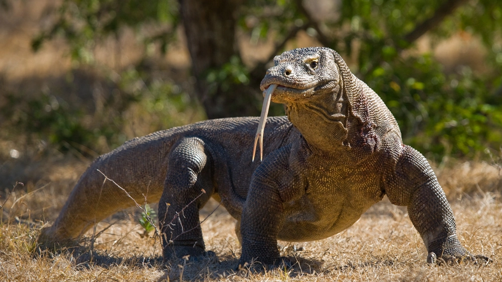 Un drago di Komodo