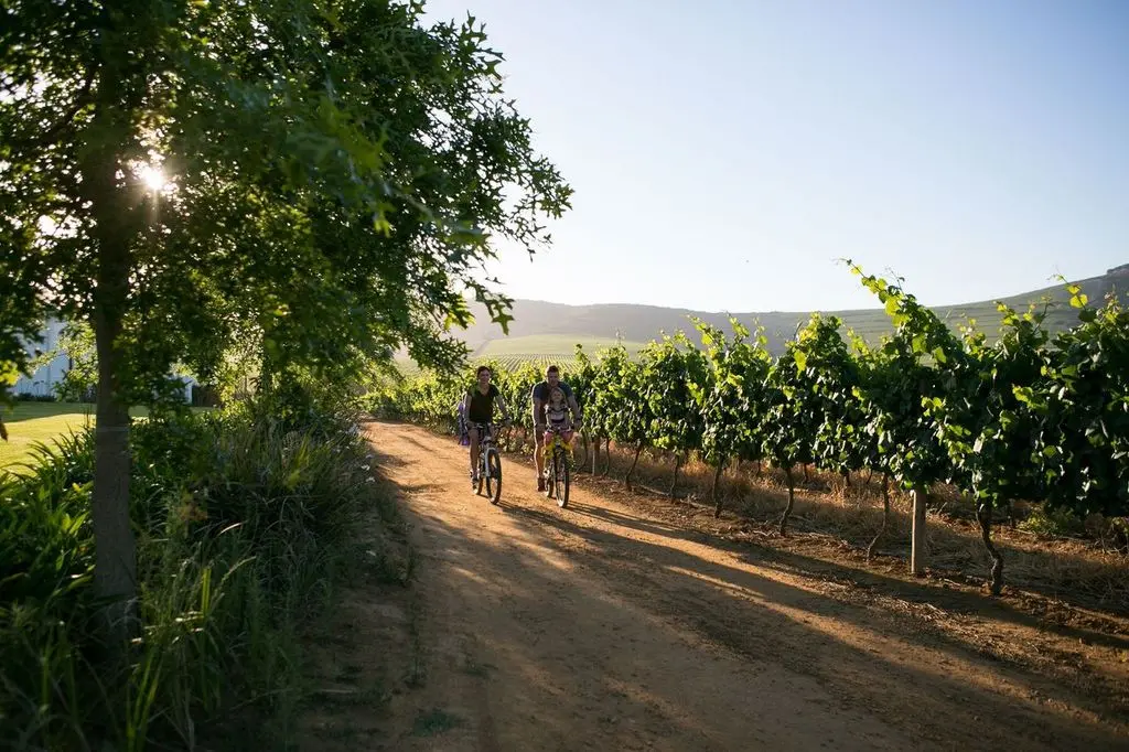 In vino veritas: bike in vigna