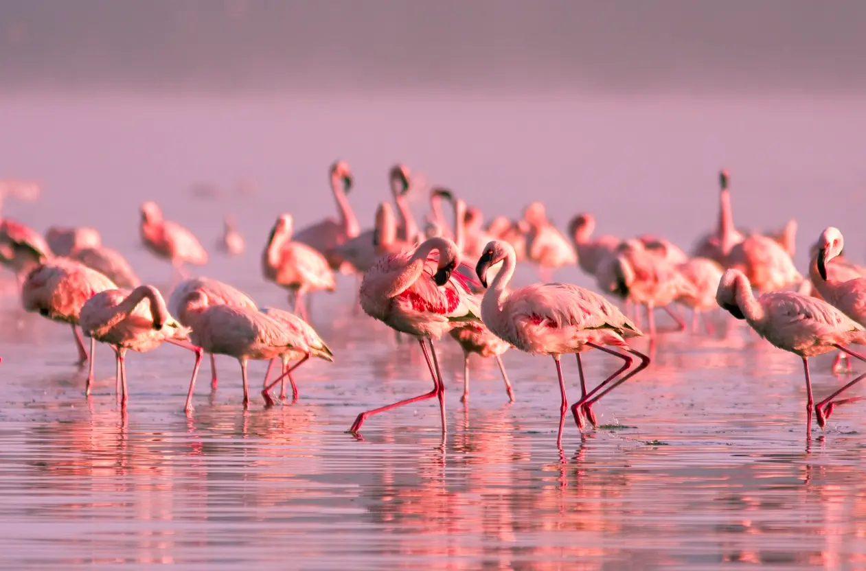 Fenicotteri rosa: a Orbetello va in scena Flamingomania, il primo festival dedicato