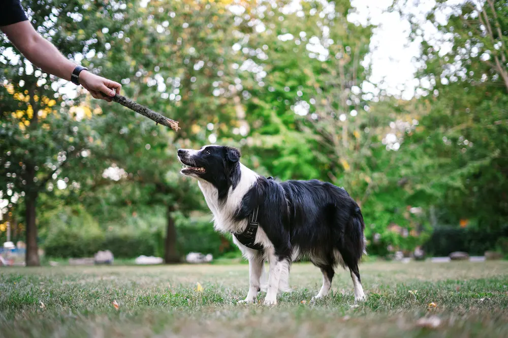 I cani più intelligenti giocano (come gli esseri umani). E i migliori sono i Border Collie