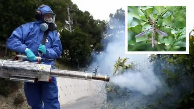 Dengue, un caso a Trieste. Virus trasmesso da zanzare, disinfestazione in atto