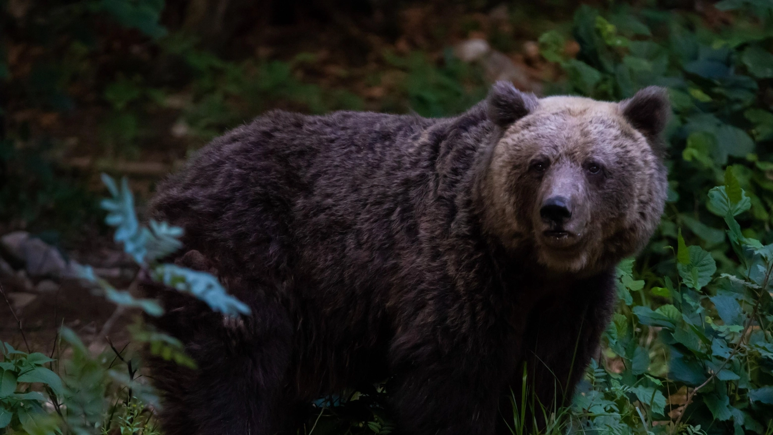 Paura nel bosco,  orsa insegue i cacciatori  "Cosa facevano lì?"