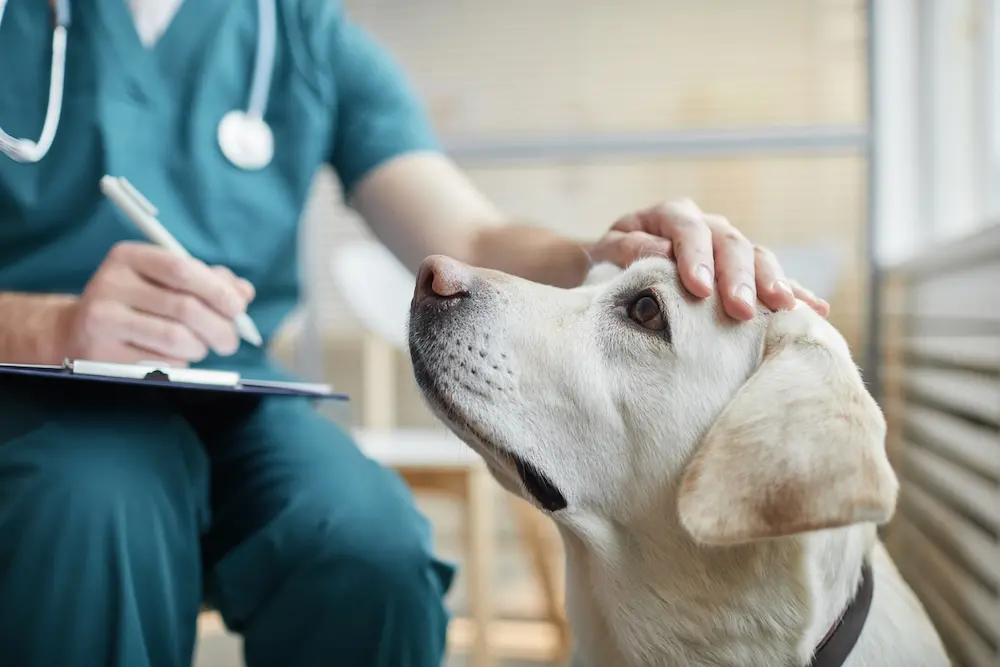 Come i cani possono aiutare i pazienti di pronto soccorso