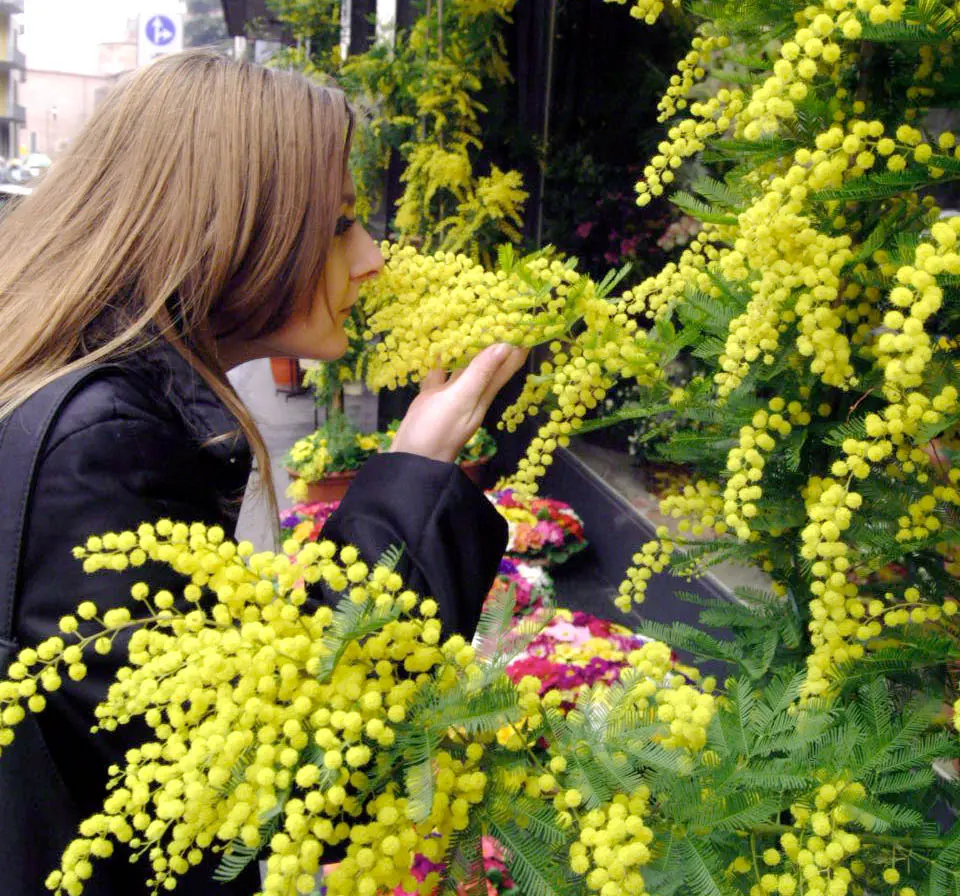 Festa della Donna, perché si regala la mimosa