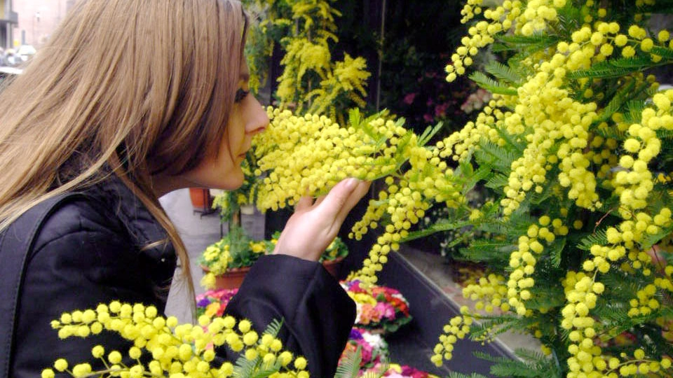 8 marzo, festa delle donne: una ragazza annusa un mazzetto di mimosa (Newpress)